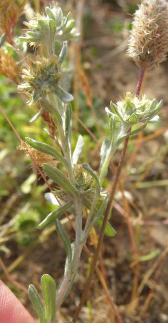 Gnaphalium? (Sicilia) - Filago sp.
